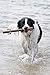 DOOG Barkley Fetch Stick – Safe and Splinter-Free Rubber Dog Toy, Lightweight, Durable, and Floatable – Perfect for Active Dogs, Easy to Clean