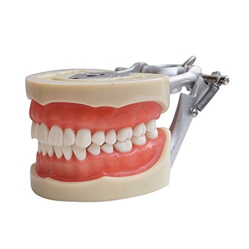 Icarekit Articulated Dental Model with Removable Teeth Amazon.ca