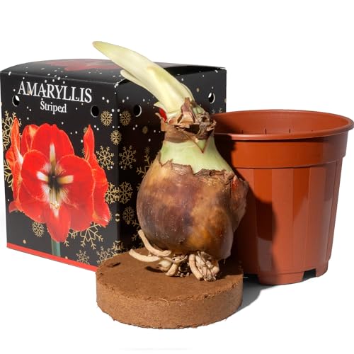 Amaryllis Red Striped 1 Large 20/22cm Hippeastrum Bulb with Pot & Coco Coir Block | Indoor Flowering Seasonal Gift Box