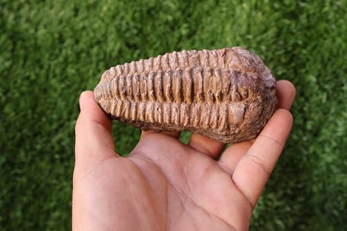 Image of Calymene Trilobite Flexicalymene Trilobite Ordovician Fossil Trilobites A217