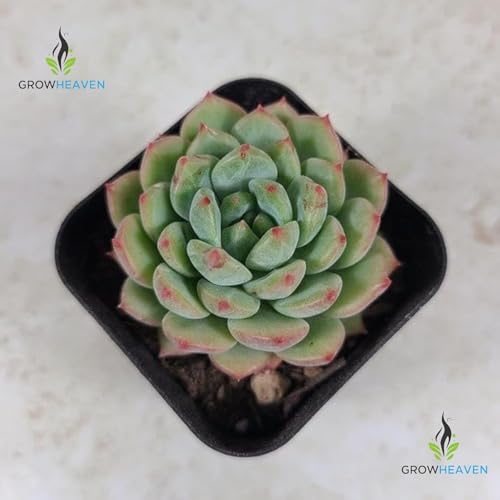 Image of LIVE PLANTS (SMALL, LLXXMM)