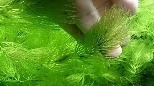 8 x Ceratophyllum Demersum Hornwort Live Aquatic Plant for Aquarium Fish Tank Pond Oxygenating Fast Growing Freshwater K2AQUA