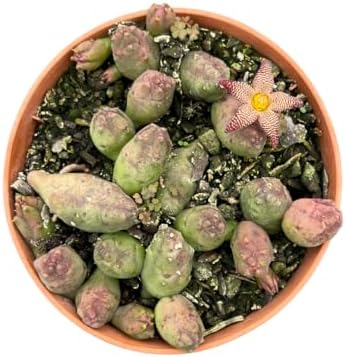 Muda Suculenta Piaranthus Punctatus Planta Natural Sol Pleno