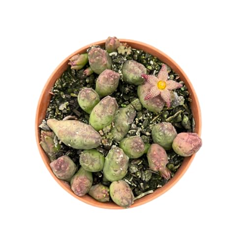 Muda Suculenta Piaranthus Punctatus Planta Natural Sol Pleno