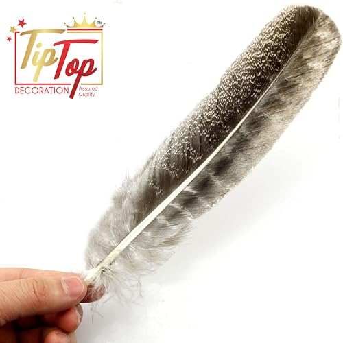 Image of Natural Striped Turkey Feathers (10 Pieces) (8-9 Inch)