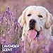 Home Protection Odor Eliminating Scented Dog Pads, Super Absorbent & Won’t Leak, Lavender Scent, Regular Size, 30 Count