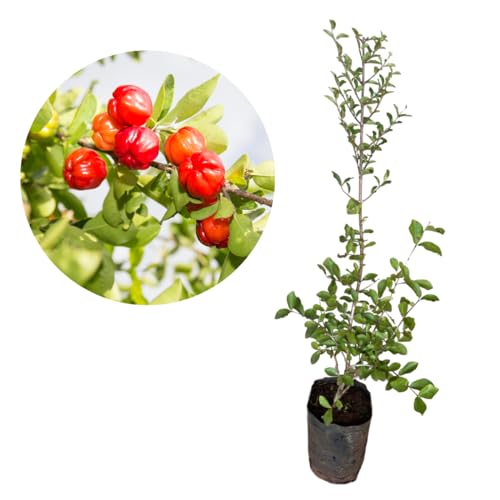 Muda De Acerola Super Doce Gigante - Produz Rápido