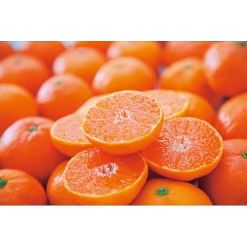 y2025 Εz QFaY B݂ (Ε̂)