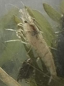 Amazon エビ ミナミヌマエビ ５匹 １匹おまけ 商品説明ご一読下さい 生体 ガーデン ギルド 観賞魚 水中生物 通販