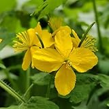 200 piezas Compra semillas de celidonia, hierbas semillas plantas exóticas resistentes Chelidonio majus, Semillas de hierbas semillas de plantas de interior perennes. Regalos de jardín