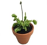 Venus Fly Trap Plant - Carnivorous - 3