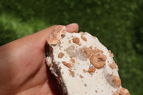 Image of Douvilleiceras & Gastropods Plate Cretaceous Fossils Fossils from Morocco Fossil Rock Ammonites Fossil A203