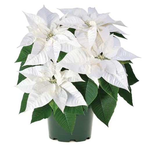 Flor Pascua Blanca | Planta Natural | Ideal Interior y Exterior | Flores Color Blanco