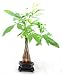 9GreenBox - 5 Money Tree Plants Braided into 1 Tree – Ceramic Pot