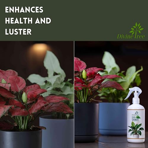 Image of DIVINE TREE Leaf Shiner Spray for Indoor & Outdoor Plants 500ml | Natural Leaf Shine & Cleaner | Ready-to-Use Non-Toxic, Eco-Friendly Foliar Formula for Glossy Green Leaves & Healthy Plant Care