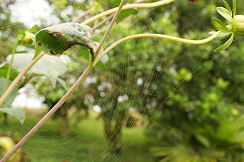 Home Comforts Nature Armenia The Quindio Field - Póster laminado de 20 x 30 pulgadas con colores brillantes e imágenes vívidas, encaja perfectamente