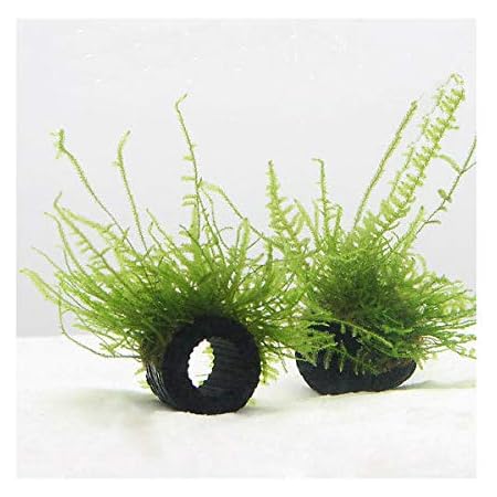 Amazon 水草 育成済 マルチリングブラック 黒 ジャイアント南米ウィローモス 無農薬 ３個 北海道航空便要保温 Charm チャーム 生体水草 通販
