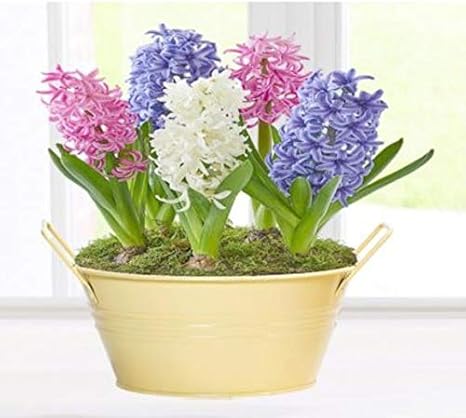 Amazon Co Jp 100本ヒヤシンス盆栽多年生ヒヤシンスは 植物室内植物簡単に家庭菜園用のポット盆栽の植物の花に成長鉢植え 7 Diy 工具 ガーデン