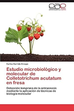 Estudio microbiológico y molecular de Colletotrichum acutatum en fresa: Detección temprana de la antracnosis mediante la aplicación de técnicas de biología molecular