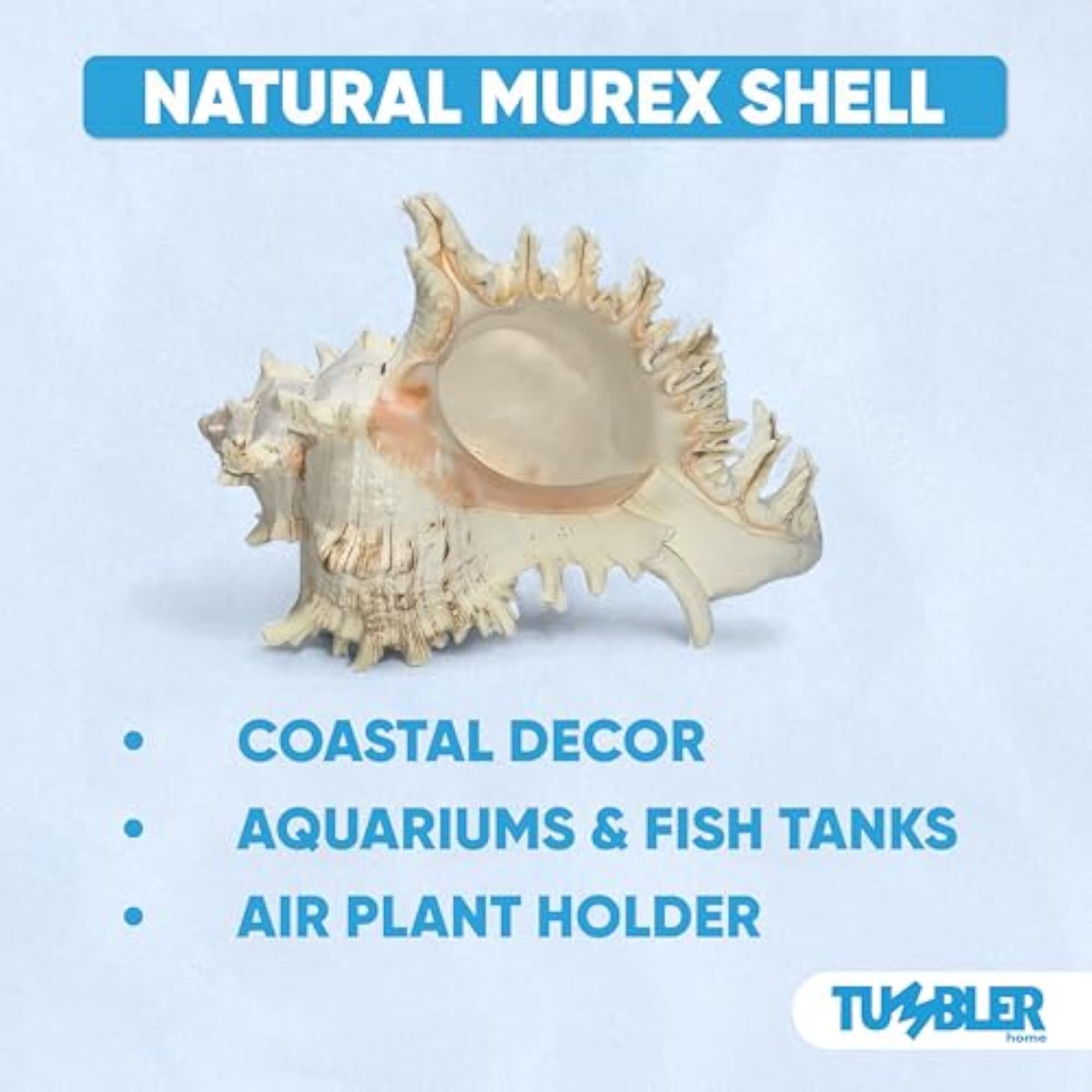 Large Conch Shell for Aquarium and Beach Decor