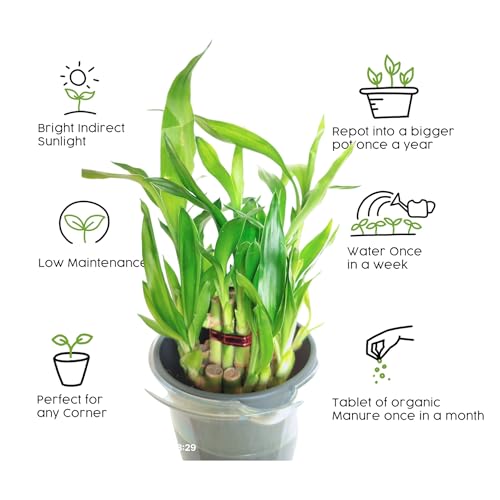 Image of Lucky Bamboo Live Indoor Plant in Premium Acrylic Vase | Low Maintenance Feng Shui & Vastu Good Luck Plant for Home and Office Decor (Transparent Pot)