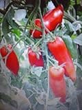 Portal Cool Tomate Cuerno de los Andes, tomate claxon de los Andes, viejo, raro, 20 semillas, Semillas