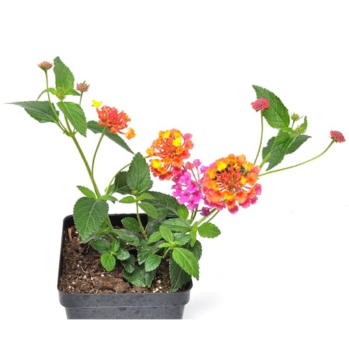 Lantana 'Passion Fruit', Flowering Plant, semi-Trailing Flowering Plant with Each Bloom Being tri-Colored in Yellow, Peach, and Pink, Container Size: 4.5"