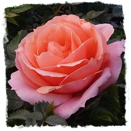 Apricot Candy Rose 1.5 Gallon Potted Live Plant, Reblooming Fragrant Apricot Flowers, Hybrid Tea, Own Root, Stargazer Perennials Apricot Candy Rose 1.5 Gallon Potted Live Plant, Reblooming Fragrant Apricot Flowers, Hybrid Tea, Own Root, Stargazer Perennials