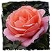 Living Easy Rose Bush Organic Rose Potted Live Plant | Orange Flowers Livin Easy Plant