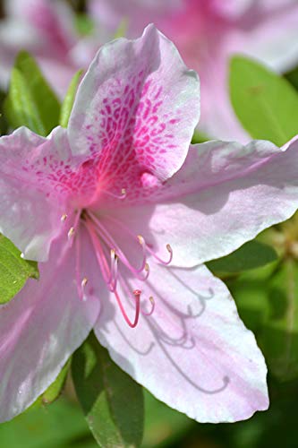 Amazon.com : Azalea George Tabor - 3 Live Plants - Light Orchid