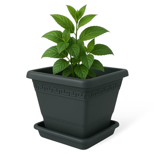 Macetero con Plato, Maceta Cuadrada clásica de plástico con Plato, Tiesto para Plantas, Fabricado en Polipropileno (Antracita, 30 cm)