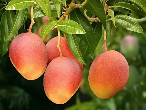 Image of Grafted Hybrid PlantGulabkhas MangoFruit Tree (Pack of 1 Healthy Live Plant for Home Garden)