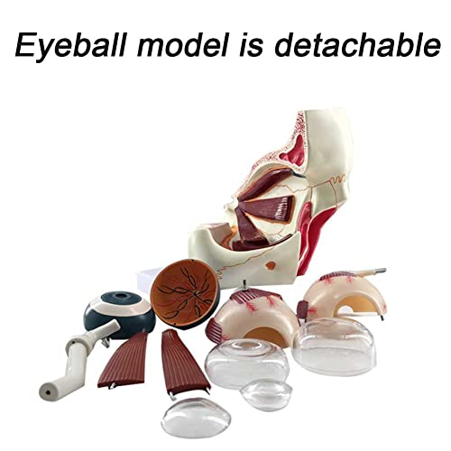 Modèle oculaire pour démonstration et explication pédagogique des structures de l'œil