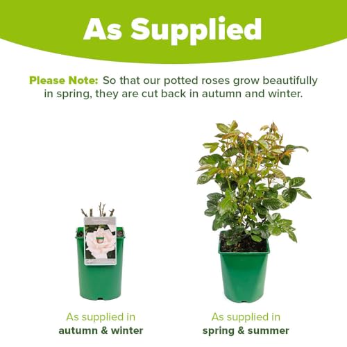 Harkness Roses Climbing Rose 'New Dawn' â„¢ 4 Litre Pot