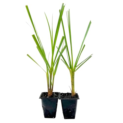 2 Dwarf White Pampas Grass Starter Plants