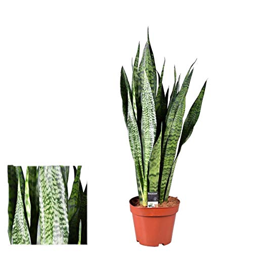 Bogenhanf 60-70 cm Sansevieria zeylanica bessere Raumluft...