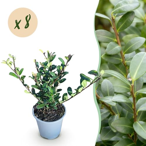 GreenboutiQ - Plantes de haie - Ilex crenata Caroline Upright - Feuillage Vert - 8 Plantes - 1 Mètre Linéaire - Persistant - Pot de 9cm Hauteur 25-30cm – vue 2