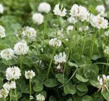 White Clover Seeds Green Manure Wild Flower Seeds 500g Bulk