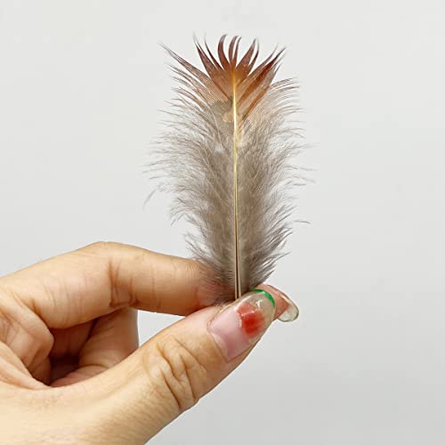 100Pcs Small Natural Feathers For Craft Dream Catchers (Red Tip Golden Pheasant Feather) #TOP2