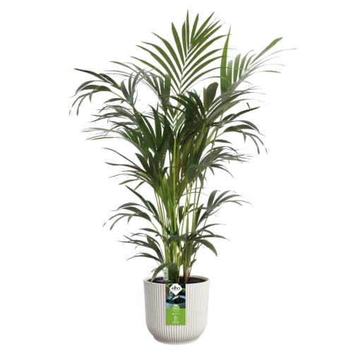 Elho All-In-1 Vibes Rund 25 mit Bewässerungssystem Blumentopf - Linen White – Ansicht 3