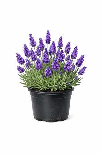 English Lavender Plant in Large Pot Outdoor Lavandula Angustifolia Garden Ready Bee Friendly & Butterfly Plant Hardy Fragrant Perennial for Patio Borders & Containers