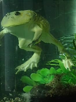 カエルーマ 水中迷彩(赤目＋金目) ペインターネット ソフビ カエルーマ 水中迷彩(赤目＋金目) ペインターネット ソフビ