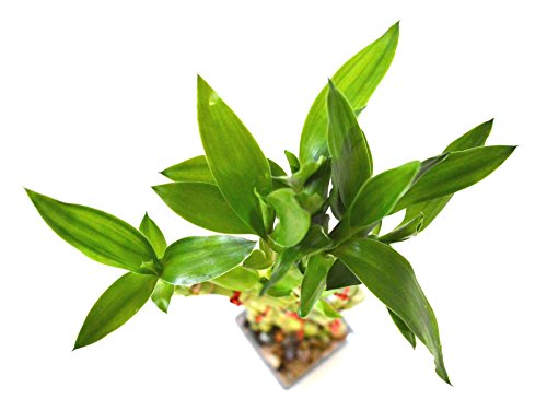 9Greenbox B8-ZBDP-JHG1 Live 8 Braided Lucky Bamboo Plant Arrangement W/Pebble & Vase thumb #2
