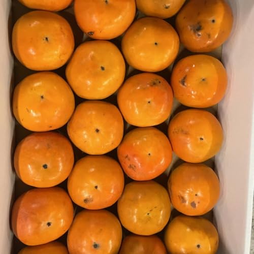 柿 訳あり 約5kg サイズ3L?S 2箱購入で1箱おまけ!! 熊本・福岡産 80サイズ 品種お任せ 西村早生 早秋 伊豆 松本早生 冨有柿 かき カキ