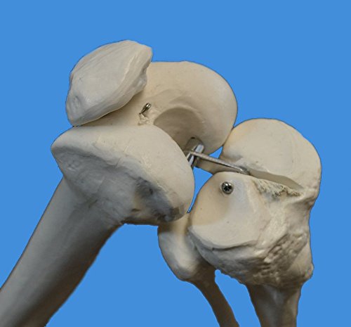 Wellden Medical Anatomical Human Lower Limb Skeleton Model, Life Size #TOP3