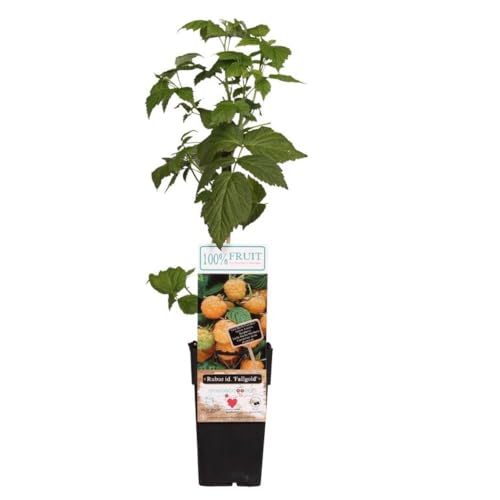 Fruit Rubus (Raspberry) idaeus Fallgold – High-Yield Golden Raspberry Plants for Bountiful Harvests - 3X 15cm Potted Plants by Thompson & Morgan