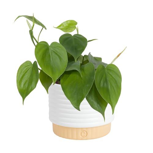 Costa Farms Philodendron Live Plant, Grower's Choice Indoor House Plant,