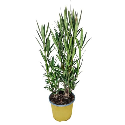 I GIARDINI DI GIULIA - Nerium Oleander Ø18 H.65 | Pianta Sempreverde con Fiori Colore Bianco| Ideale per Giardini, Terrazzi e Siepi | Resistente e Facile da Coltivare (Fiori gialli)