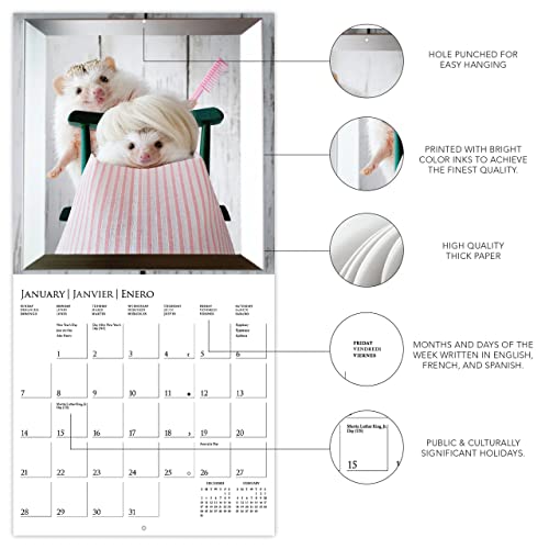 Piglets 2024 Calendar : Carousel Calendars