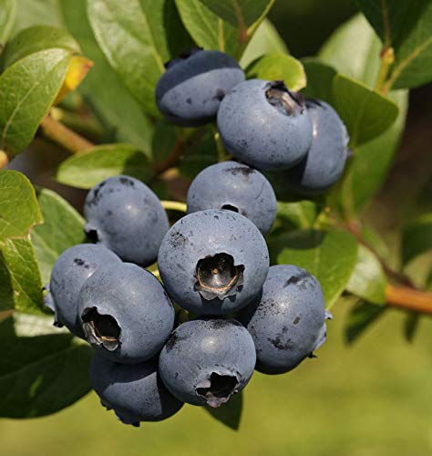 Heidelbeere Bluecrop 60-80cm - Vaccinium corymbosum - lebende Gartenpflanze aus den Baumschulen